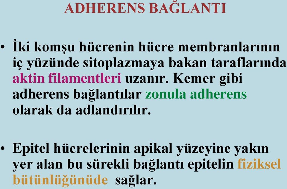 Kemer gibi adherens bağlantılar zonula adherens olarak da adlandırılır.