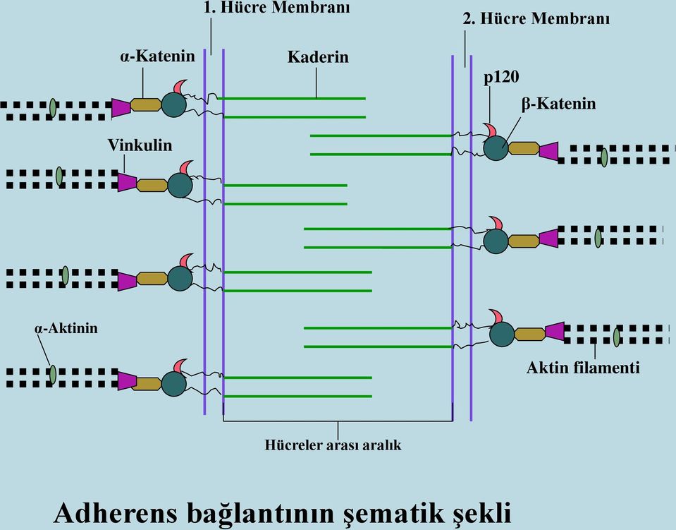 Hücre Membranı p120 β-katenin α-aktinin