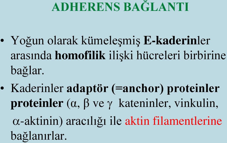 Kaderinler adaptör (=anchor) proteinler proteinler (α, β ve