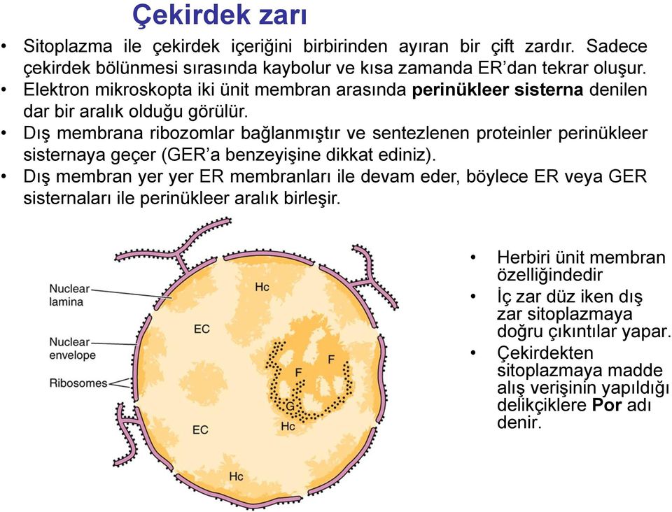 Dış membrana ribozomlar bağlanmıştır ve sentezlenen proteinler perinükleer sisternaya geçer (GER a benzeyişine dikkat ediniz).