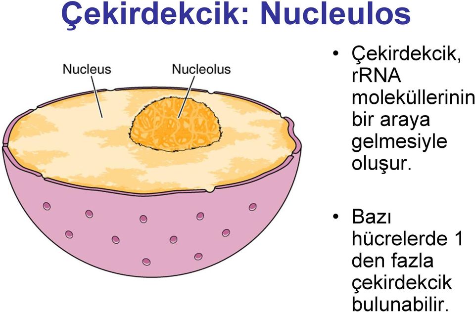 bir araya gelmesiyle oluşur.