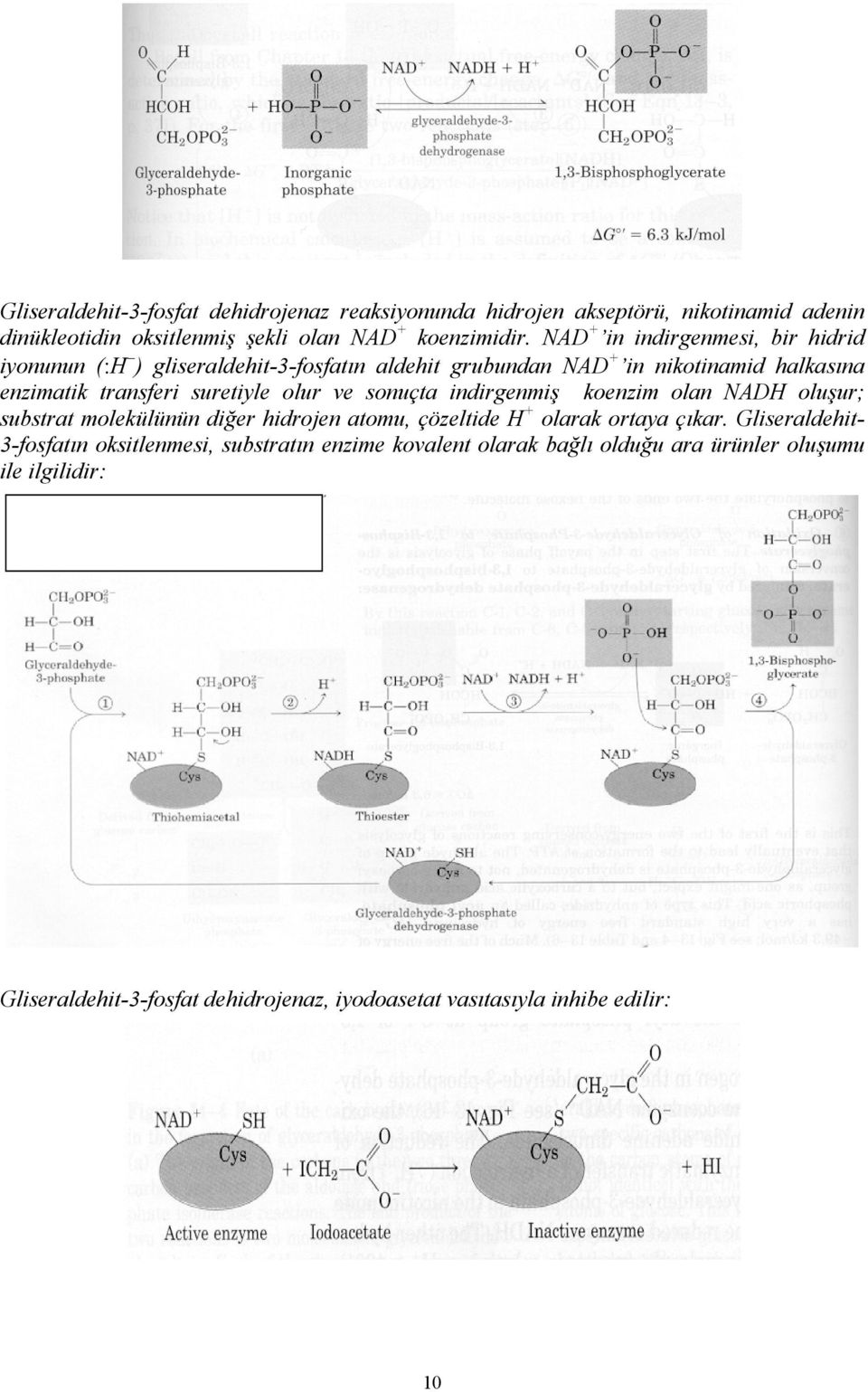 ve sonuçta indirgenmiş koenzim olan NADH oluşur; substrat molekülünün diğer hidrojen atomu, çözeltide H + olarak ortaya çıkar.