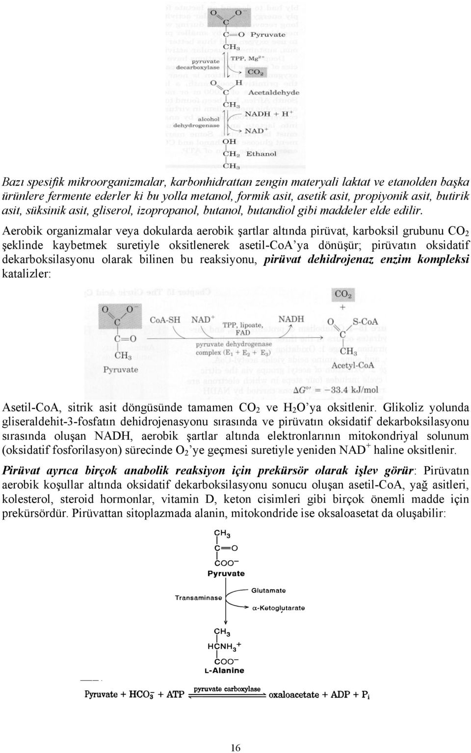 Aerobik organizmalar veya dokularda aerobik şartlar altında pirüvat, karboksil grubunu CO 2 şeklinde kaybetmek suretiyle oksitlenerek asetil-coa ya dönüşür; pirüvatın oksidatif dekarboksilasyonu