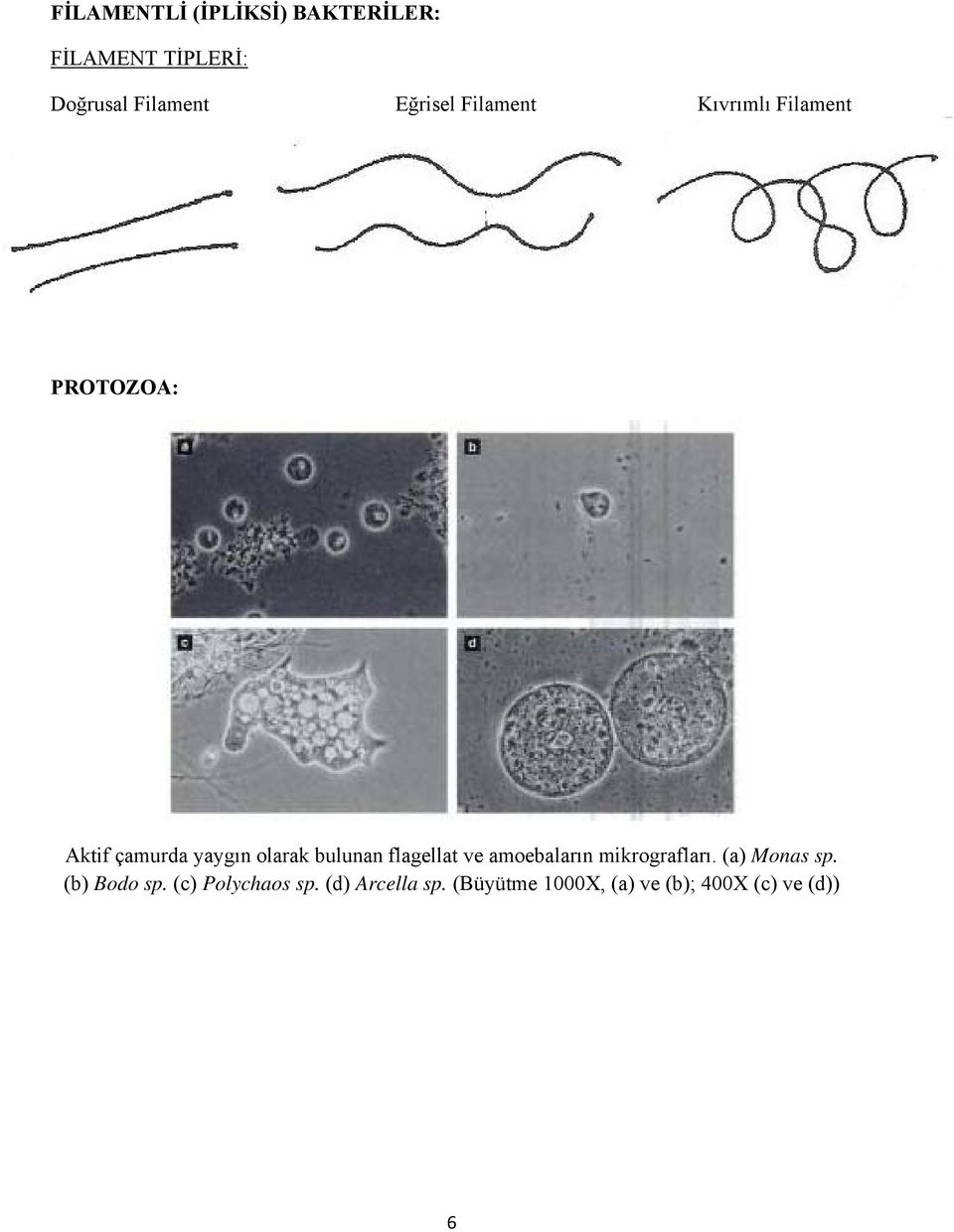bulunan flagellat ve amoebaların mikrografları. (a) Monas sp. (b) Bodo sp.