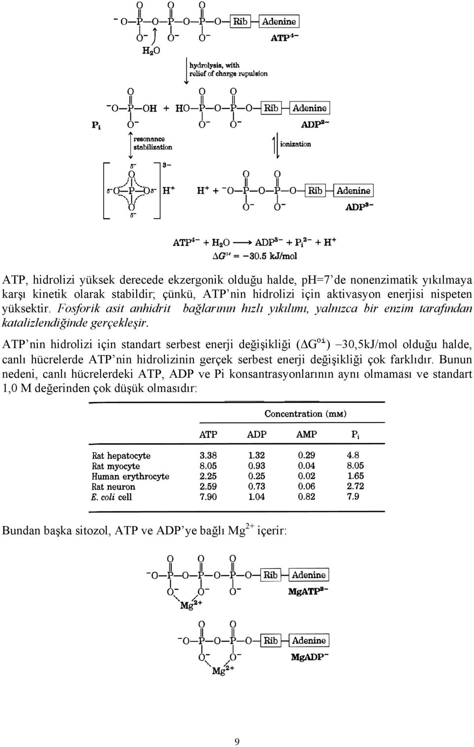 ATP nin hidrolizi için standart serbest enerji değişikliği ( G oi ) 30,5kJ/mol olduğu halde, canlı hücrelerde ATP nin hidrolizinin gerçek serbest enerji değişikliği
