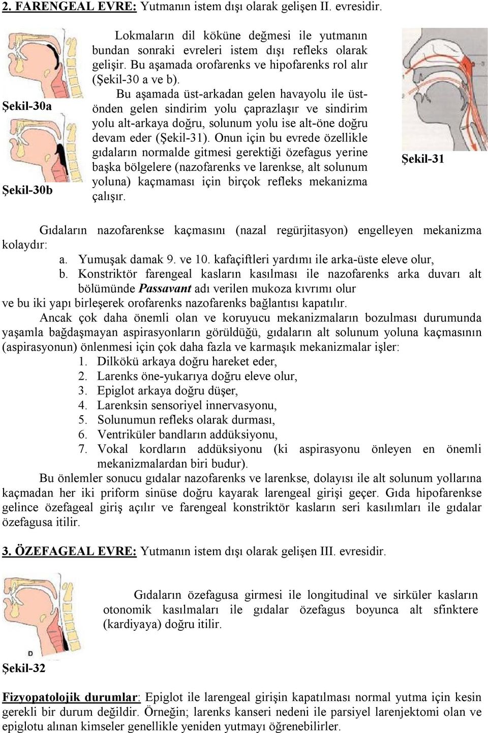 Bu aşamada üst-arkadan gelen havayolu ile üstönden gelen sindirim yolu çaprazlaşır ve sindirim yolu alt-arkaya doğru, solunum yolu ise alt-öne doğru devam eder (Şekil-31).