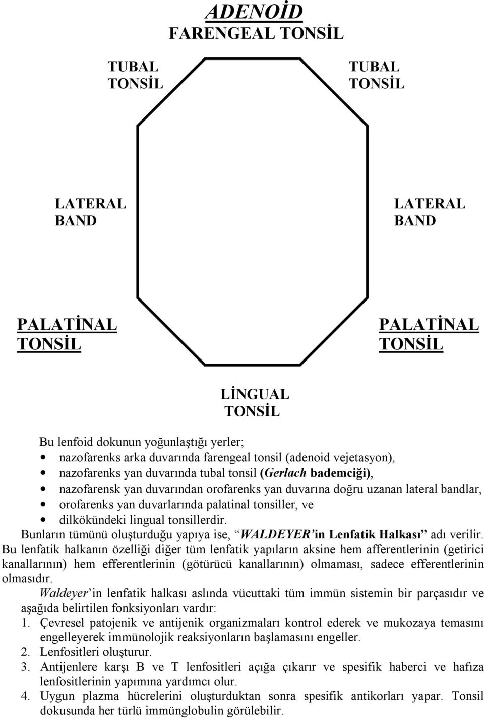 duvarlarında palatinal tonsiller, ve dilkökündeki lingual tonsillerdir. Bunların tümünü oluşturduğu yapıya ise, WALDEYER in Lenfatik Halkası adı verilir.