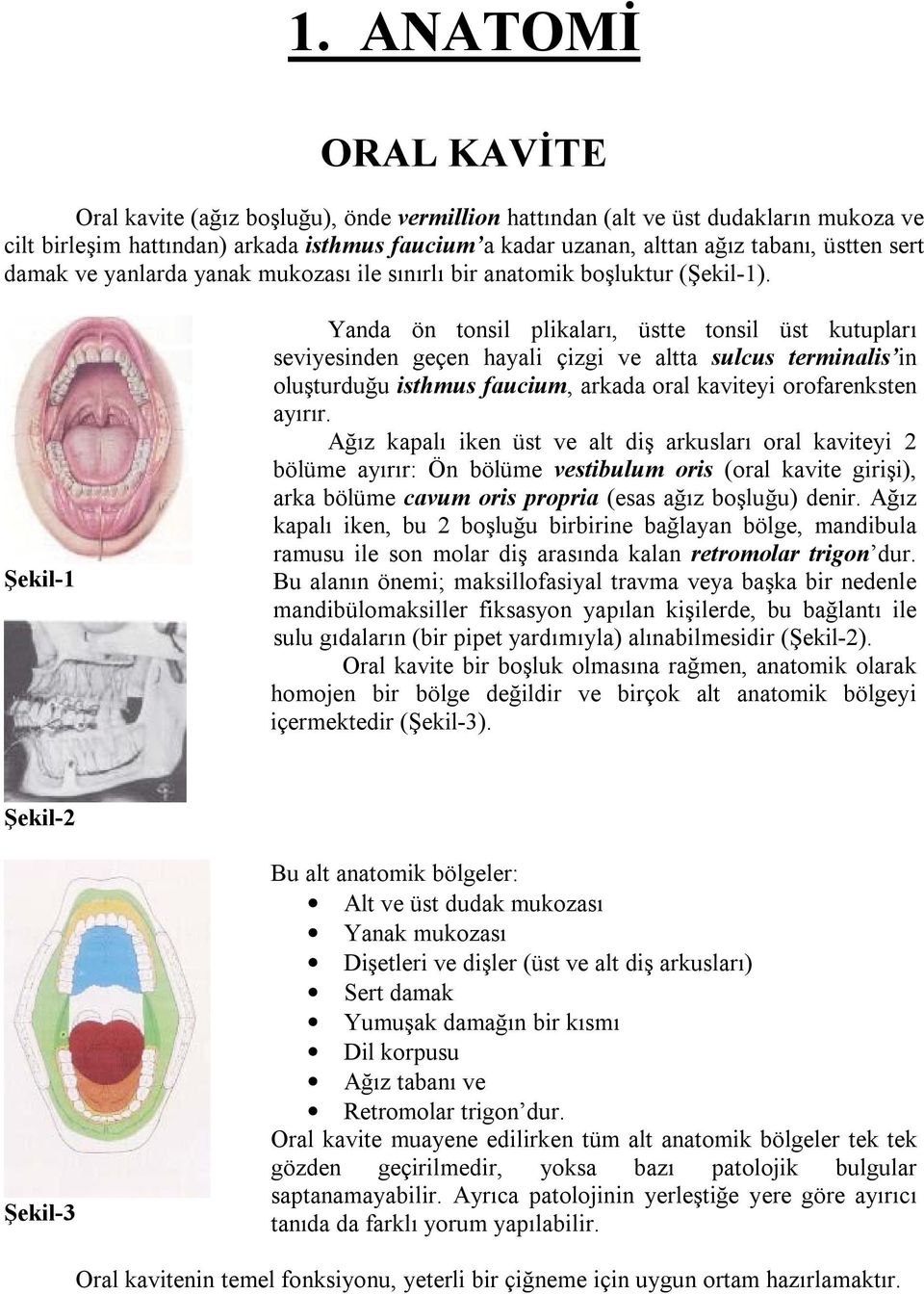 Şekil-1 Yanda ön tonsil plikaları, üstte tonsil üst kutupları seviyesinden geçen hayali çizgi ve altta sulcus terminalis in oluşturduğu isthmus faucium, arkada oral kaviteyi orofarenksten ayırır.