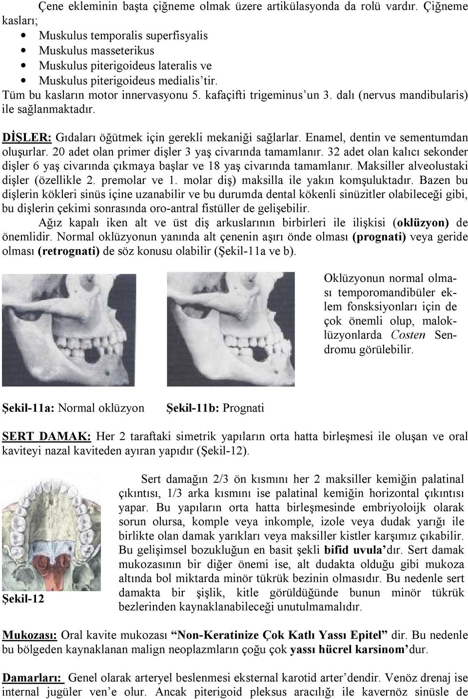 kafaçifti trigeminus un 3. dalı (nervus mandibularis) ile sağlanmaktadır. DİŞLER: Gıdaları öğütmek için gerekli mekaniği sağlarlar. Enamel, dentin ve sementumdan oluşurlar.