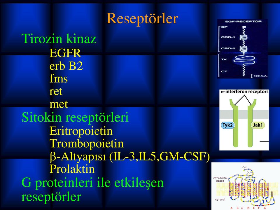 Trombopoietin -Altyapısı (IL-3,IL5,GM-CSF)