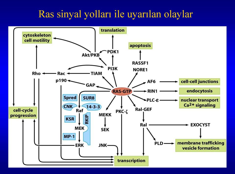 yolları