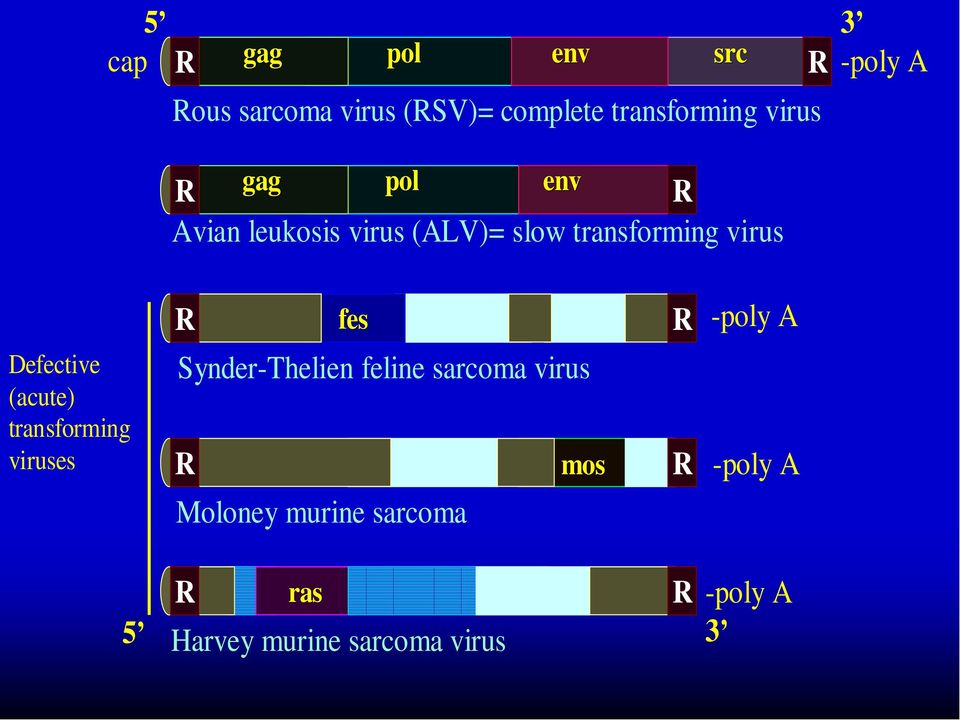 -poly A Defective (acute) transforming viruses Synder-Thelien feline sarcoma virus