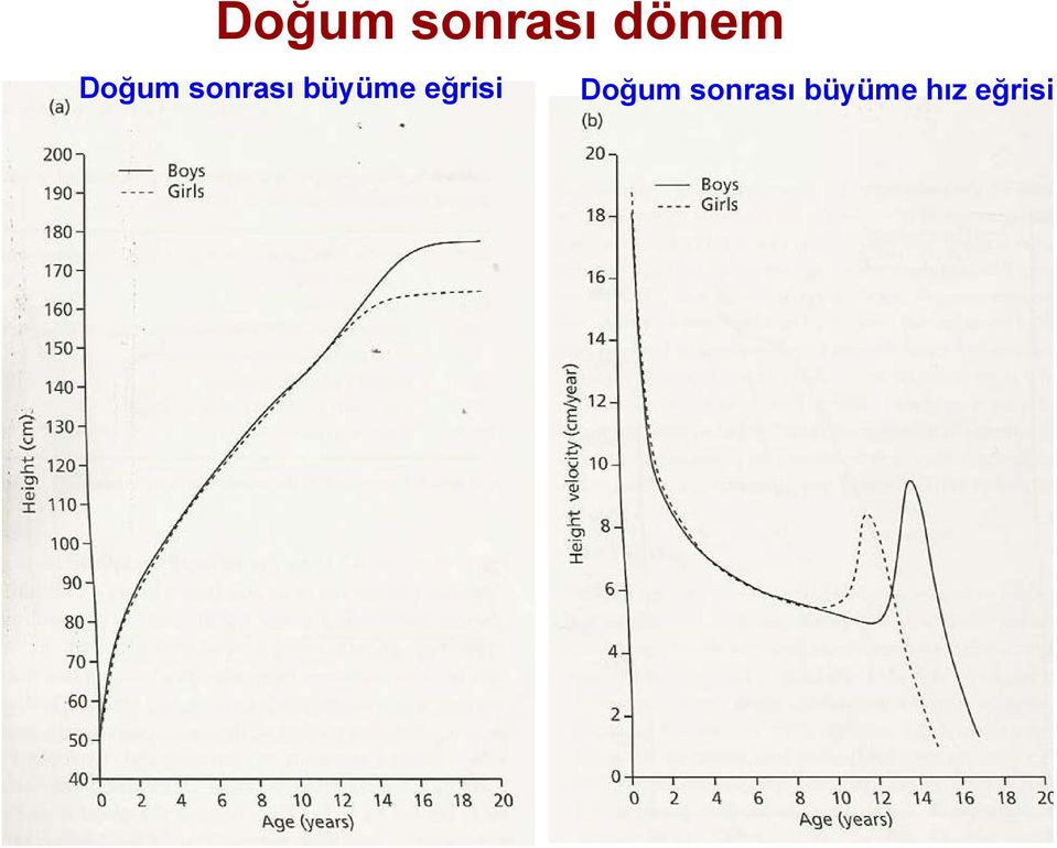 büyüme eğrisi 