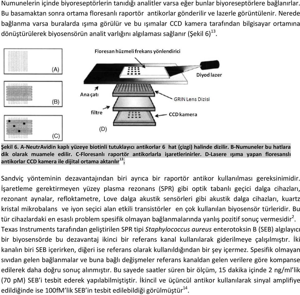 A-NeutrAvidin kaplı yüzeye biotinli tutuklayıcı antikorlar 6 hat (çizgi) halinde dizilir. B-Numuneler bu hatlara dik olarak muamele edilir. C-Floresanlı raportör antikorlarla işaretlerinirler.