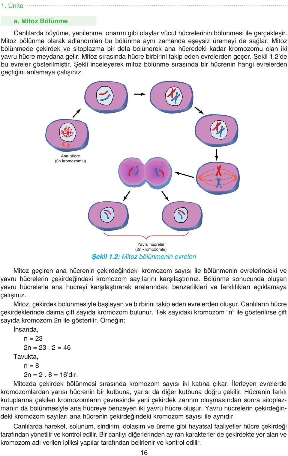 Mitoz bölünmede çekirdek ve sitoplazma bir defa bölünerek ana hücredeki kadar kromozomu olan iki yavru hücre meydana gelir. Mitoz sırasında hücre birbirini takip eden evrelerden geçer. Şekil 1.