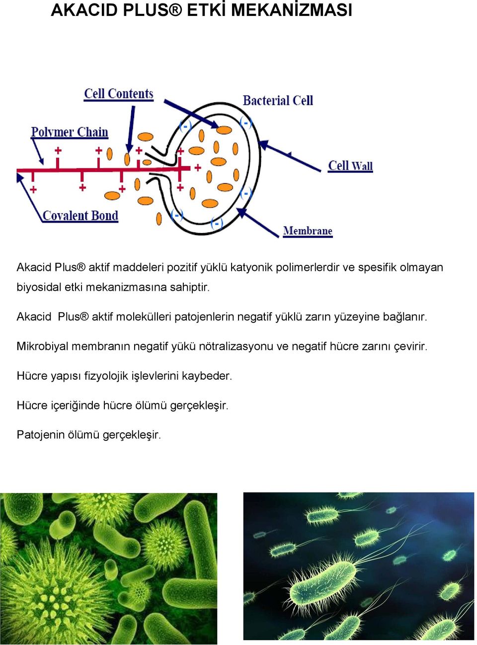 Akacid Plus aktif molekülleri patojenlerin negatif yüklü zarın yüzeyine bağlanır.