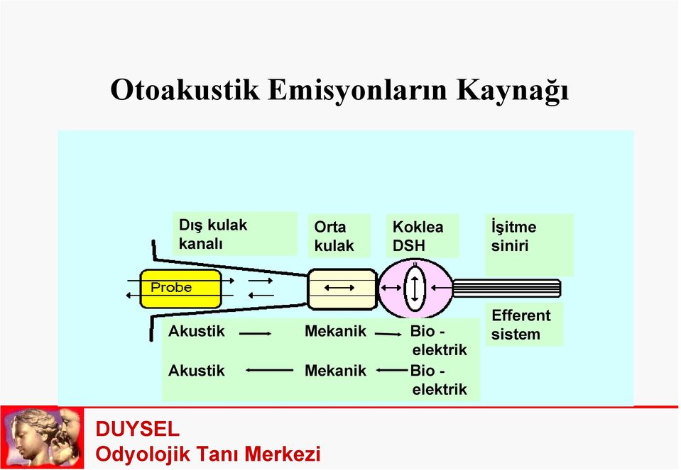 İşitme siniri Akustik Mekanik Bio -