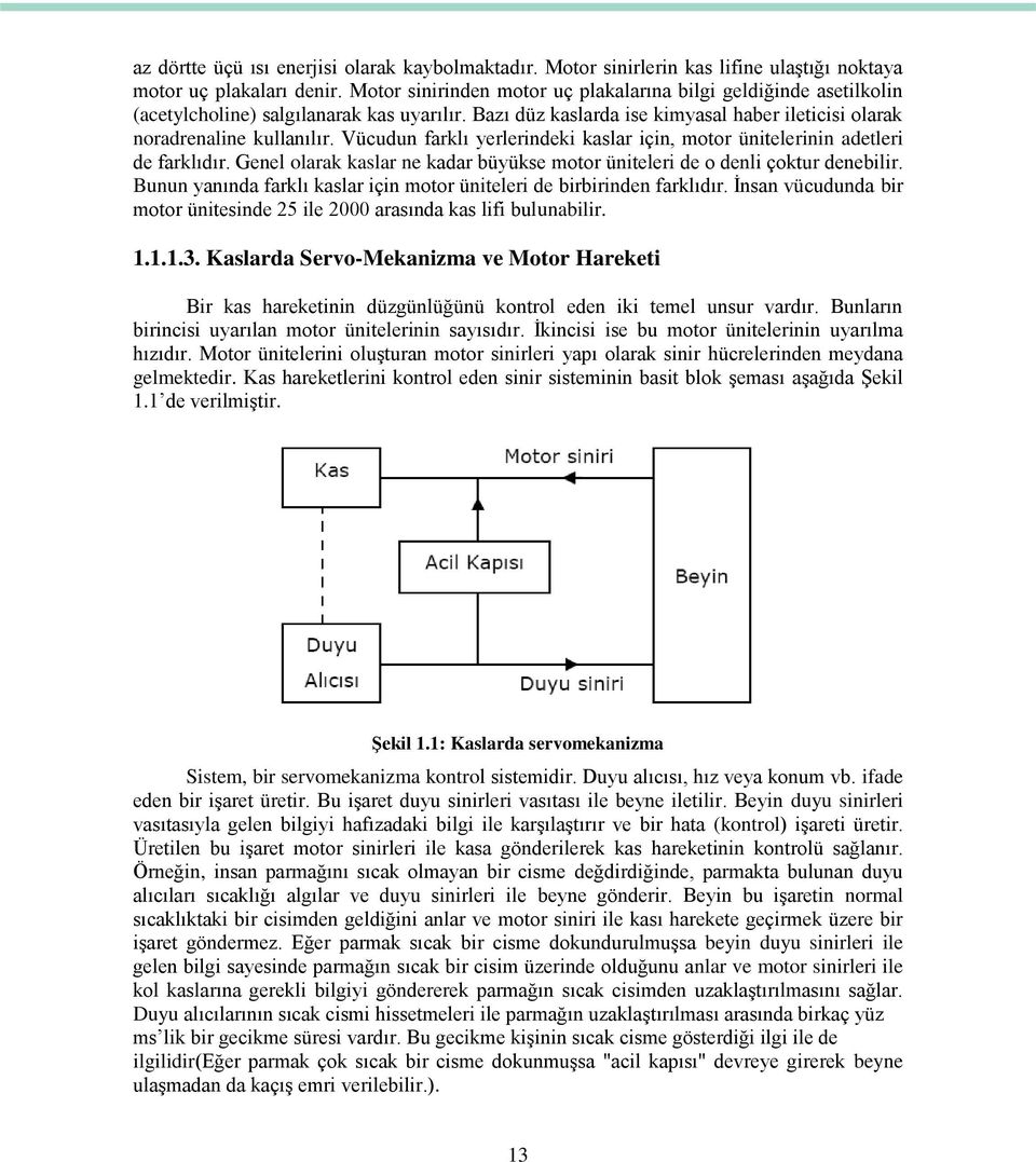 Vücudun farklı yerlerindeki kaslar için, motor ünitelerinin adetleri de farklıdır. Genel olarak kaslar ne kadar büyükse motor üniteleri de o denli çoktur denebilir.