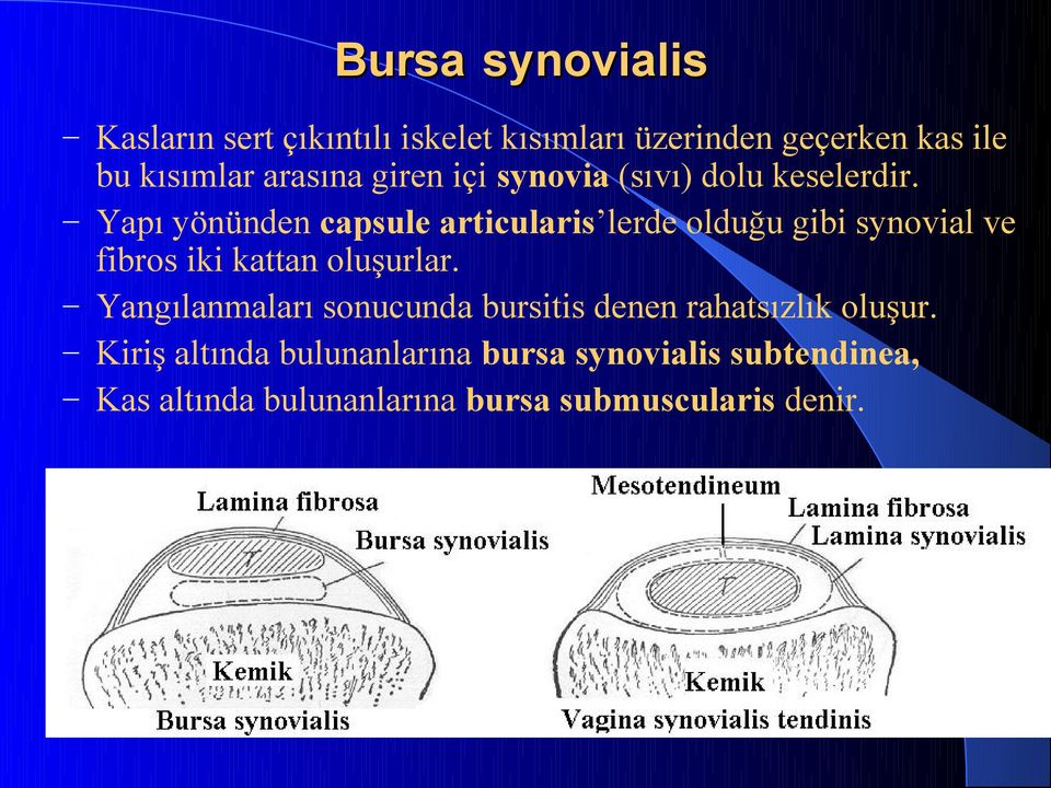 Yapı yönünden capsule articularis lerde olduğu gibi synovial ve fibros iki kattan oluşurlar.