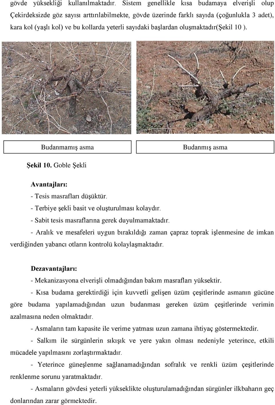 başlardan oluşmaktadır(şekil 10 ). Budanmamış asma Budanmış asma ġekil 10. Goble Şekli Avantajları: - Tesis masrafları düşüktür. - Terbiye şekli basit ve oluşturulması kolaydır.