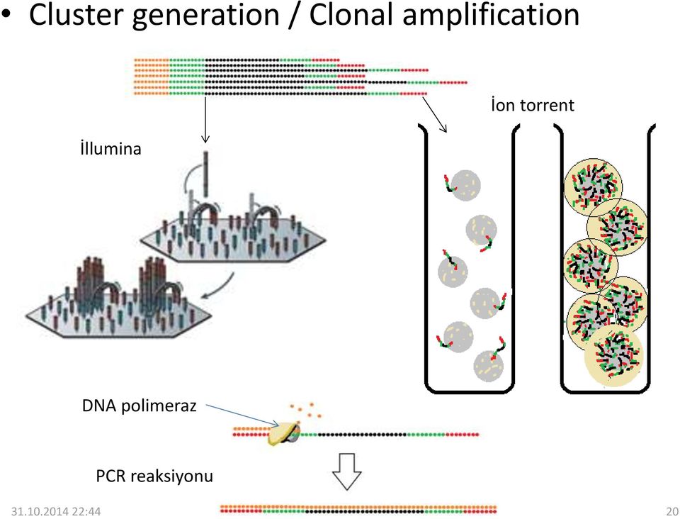 torrent DNA polimeraz PCR