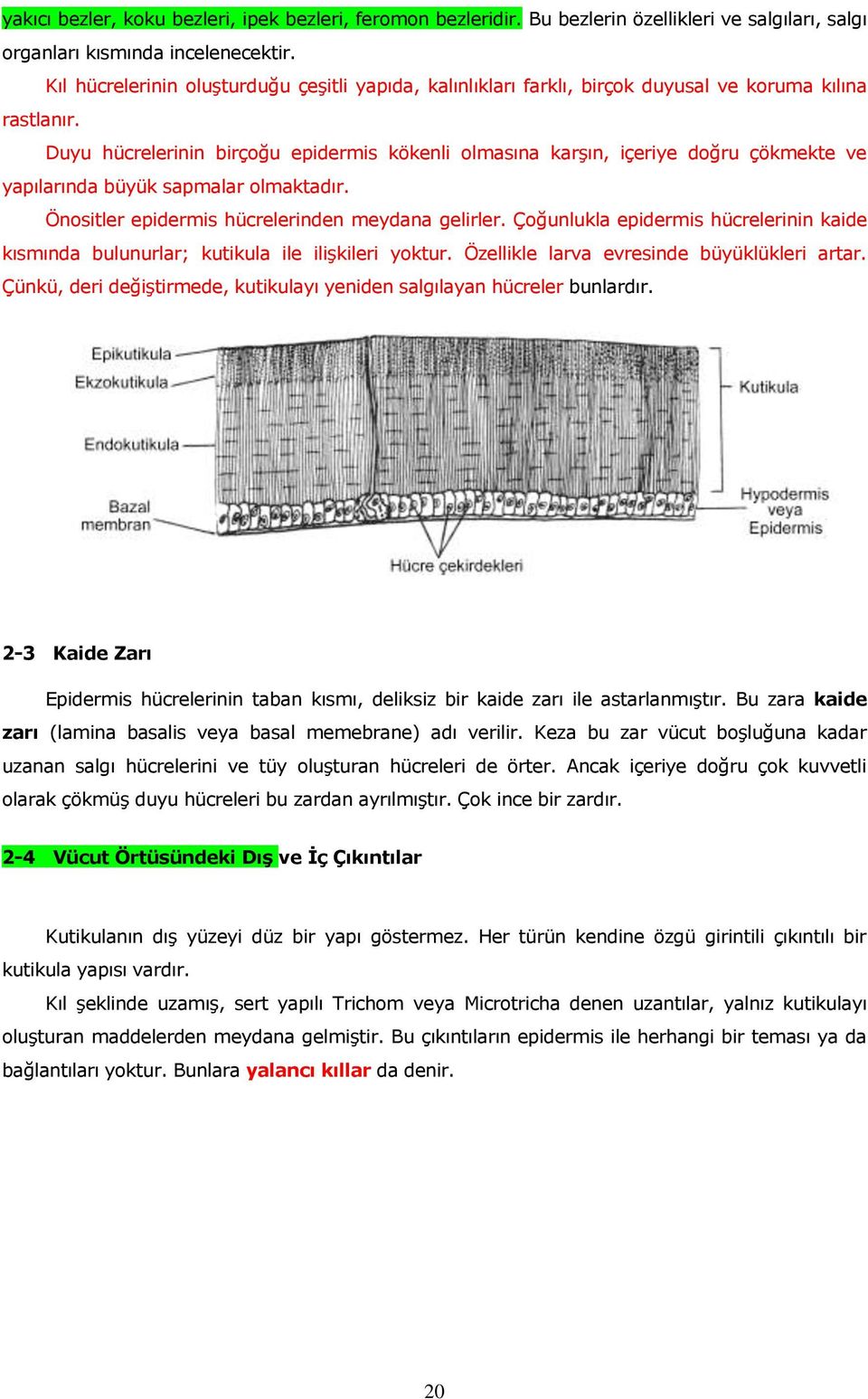 Duyu hücrelerinin birçoğu epidermis kökenli olmasına karşın, içeriye doğru çökmekte ve yapılarında büyük sapmalar olmaktadır. Önositler epidermis hücrelerinden meydana gelirler.