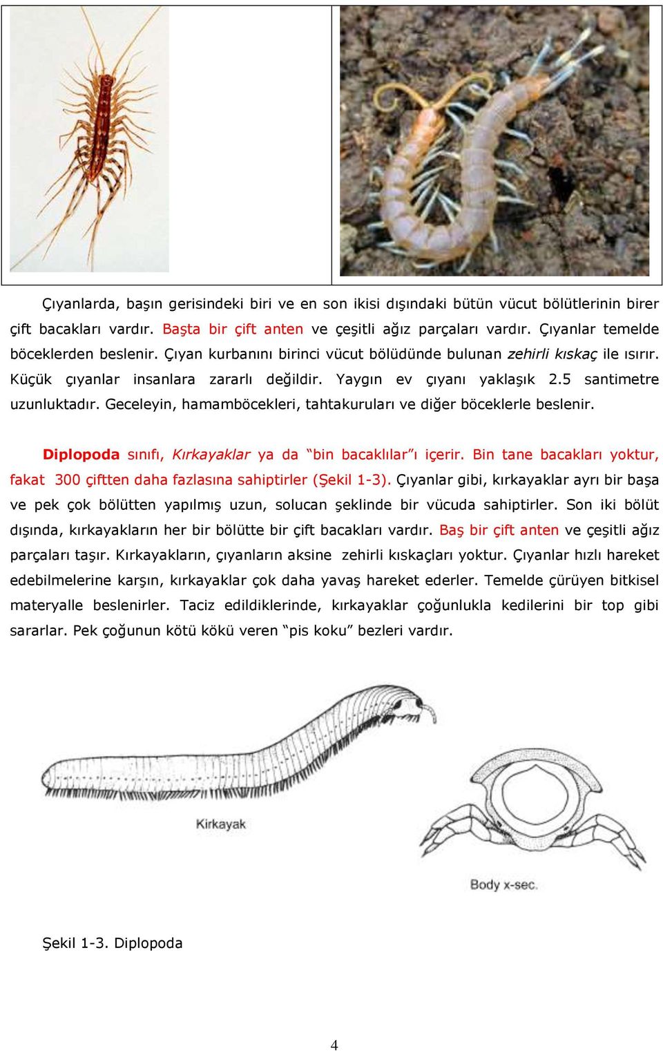 5 santimetre uzunluktadır. Geceleyin, hamamböcekleri, tahtakuruları ve diğer böceklerle beslenir. Diplopoda sınıfı, Kırkayaklar ya da bin bacaklılar ı içerir.