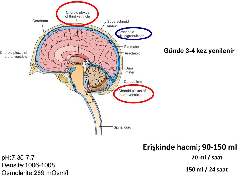 Osmolarite:289 mosm/l Erişkinde