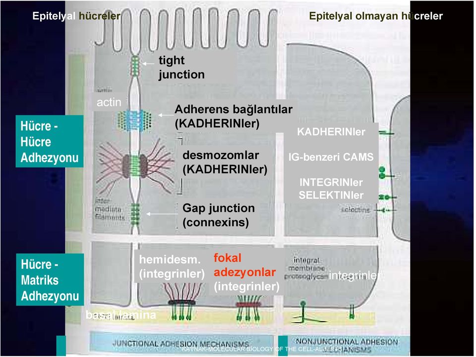 KADHERINler IG-benzeri CAMS INTEGRINler SELEKTINler Hücre - Matriks Adhezyonu hemidesm.