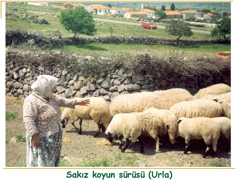 sürüsü