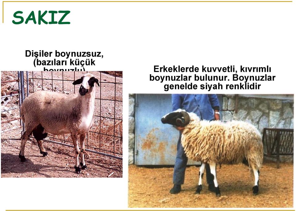 Erkeklerde kuvvetli, kıvrımlı