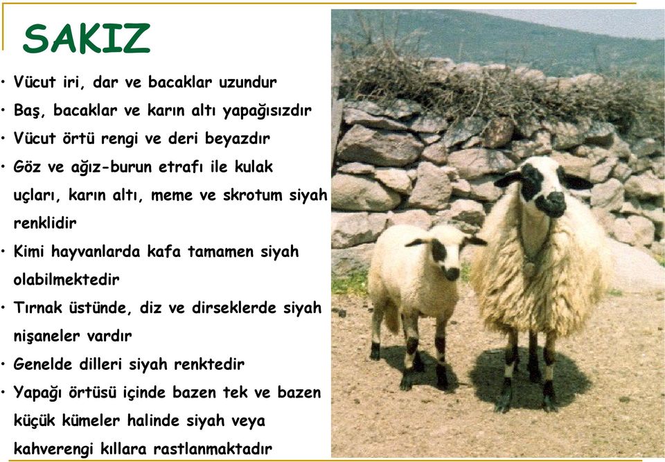 kafa tamamen siyah olabilmektedir Tırnak üstünde, diz ve dirseklerde siyah nişaneler vardır Genelde dilleri