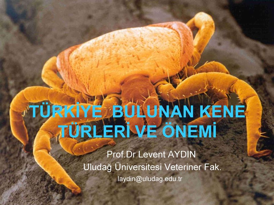 Dr Levent AYDIN Uludağ