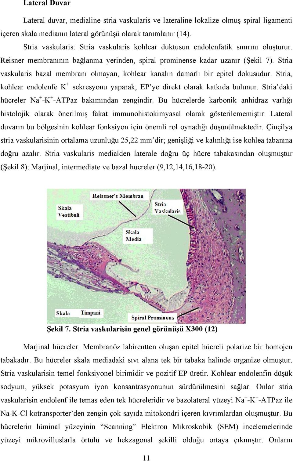 Stria vaskularis bazal membranı olmayan, kohlear kanalın damarlı bir epitel dokusudur. Stria, kohlear endolenfe K + sekresyonu yaparak, EP ye direkt olarak katkıda bulunur.
