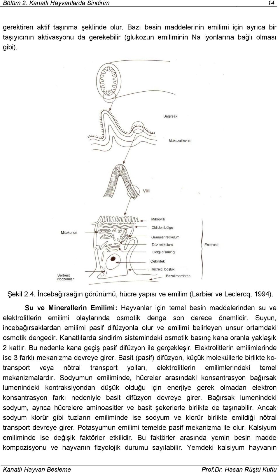 İncebağırsağın görünümü, hücre yapısı ve emilim (Larbier ve Leclercq, 1994).