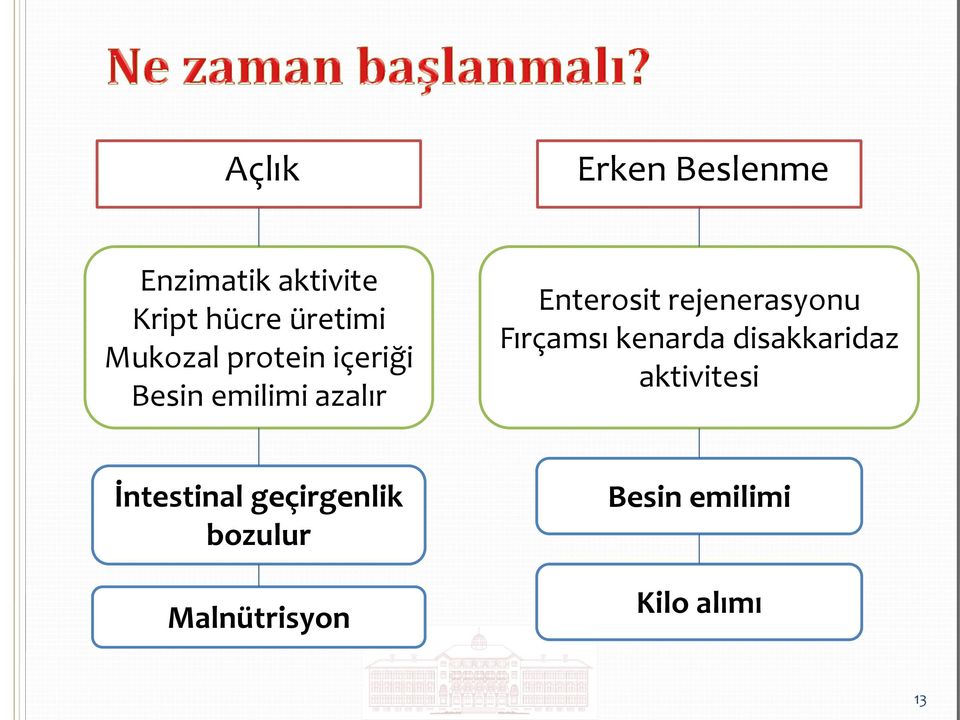 rejenerasyonu Fırçamsı kenarda disakkaridaz aktivitesi