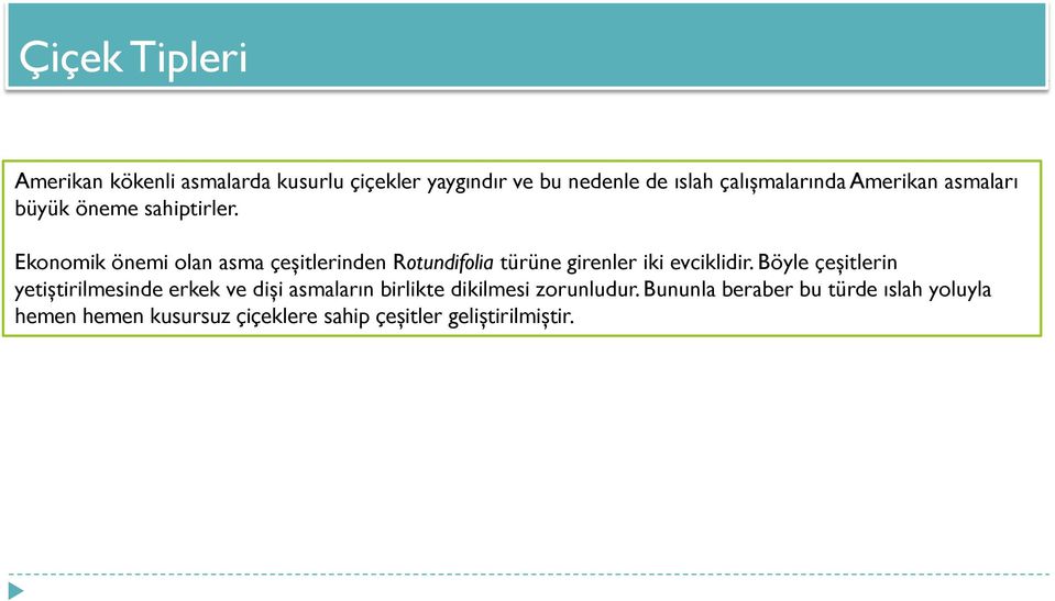 Ekonomik önemi olan asma çeşitlerinden Rotundifolia türüne girenler iki evciklidir.