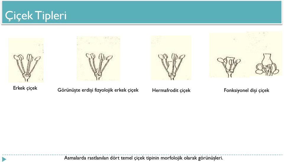 Fonksiyonel dişi çiçek Asmalarda rastlanılan