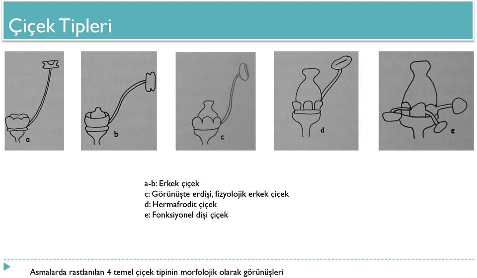 çiçek e: Fonksiyonel dişi çiçek Asmalarda