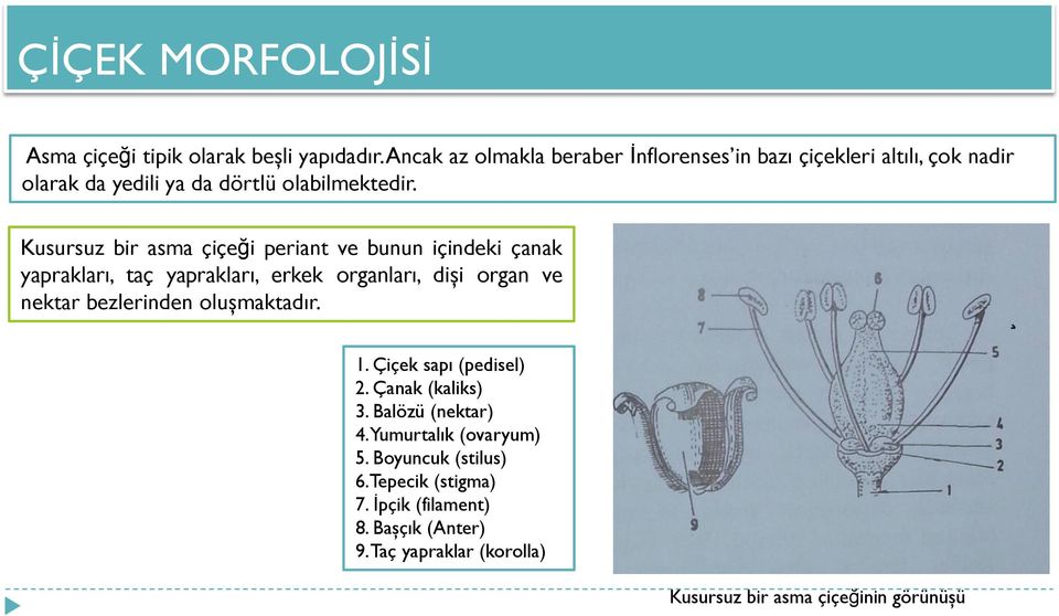 Kusursuz bir asma çiçeği periant ve bunun içindeki çanak yaprakları, taç yaprakları, erkek organları, dişi organ ve nektar bezlerinden