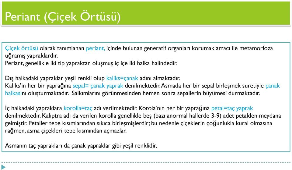 Kaliks in her bir yaprağına sepal= çanak yaprak denilmektedir. Asmada her bir sepal birleşmek suretiyle çanak halkasını oluşturmaktadır.