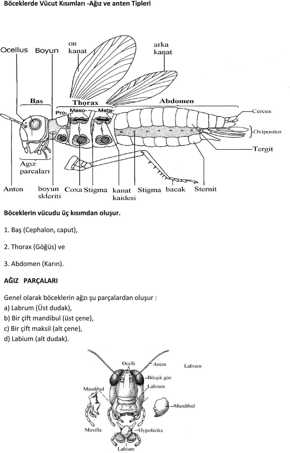 AĞIZ PARÇALARI Genel olarak böceklerin ağzı şu parçalardan oluşur : a) Labrum (Üst