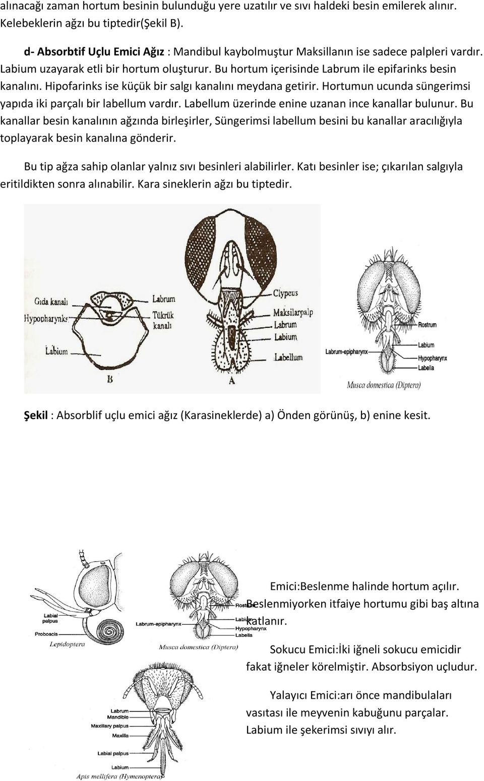 Hipofarinks ise küçük bir salgı kanalını meydana getirir. Hortumun ucunda süngerimsi yapıda iki parçalı bir labellum vardır. Labellum üzerinde enine uzanan ince kanallar bulunur.