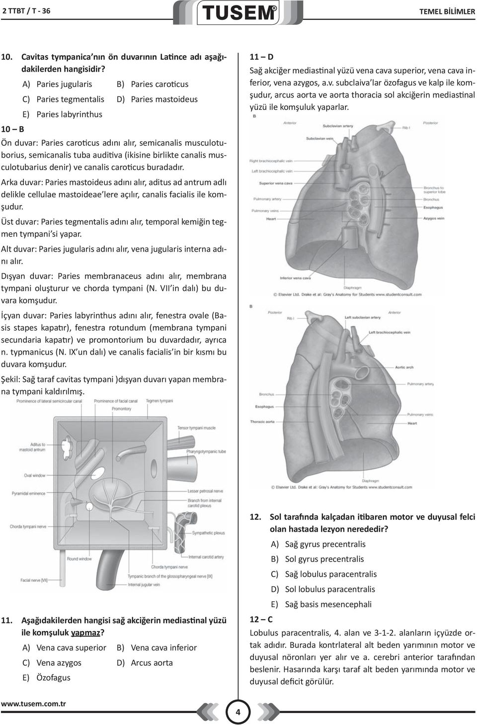 auditiva (ikisine birlikte canalis musculotubarius denir) ve canalis caroticus buradadır.