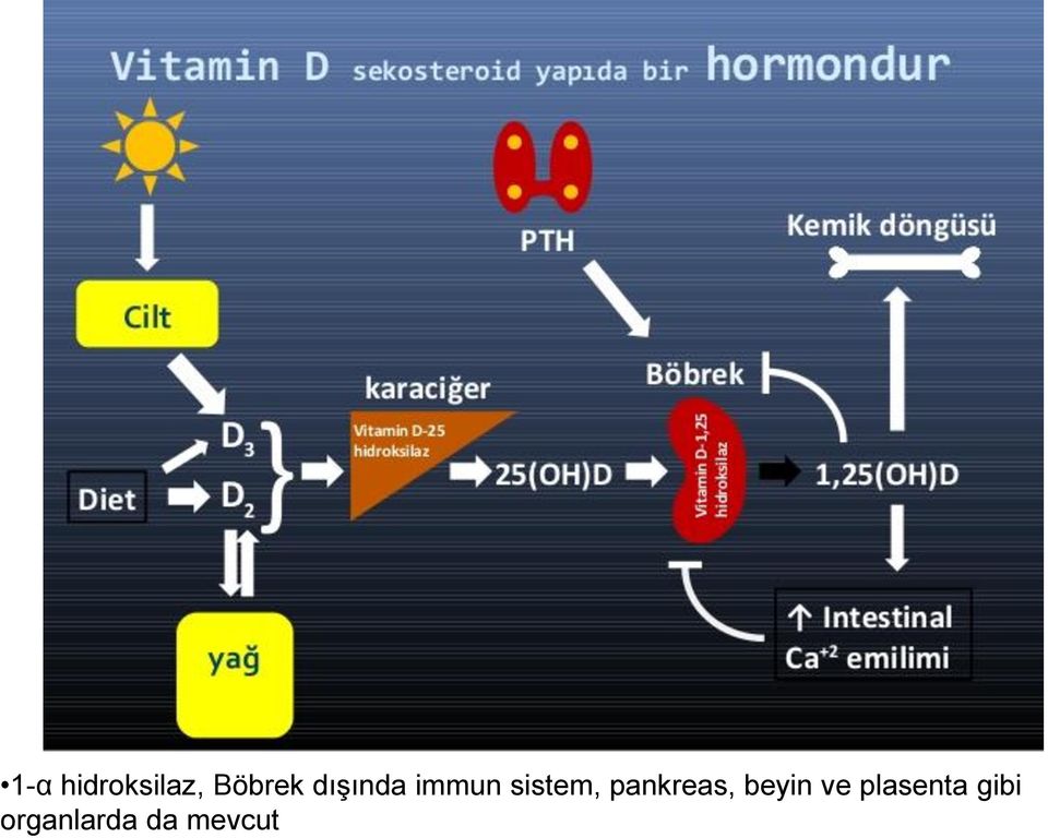 pankreas, beyin ve