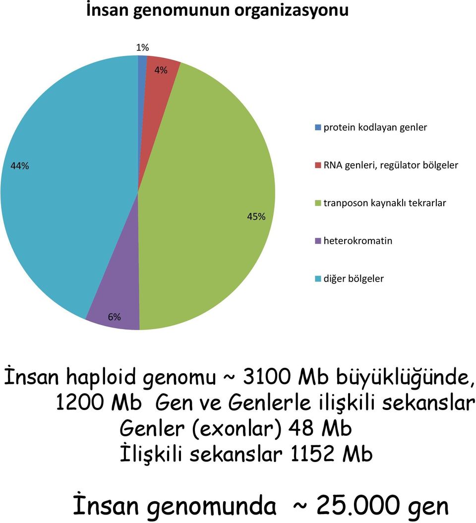 6% İnsan haploid genomu ~ 3100 Mb büyüklüğünde, 1200 Mb Gen ve Genlerle ilişkili