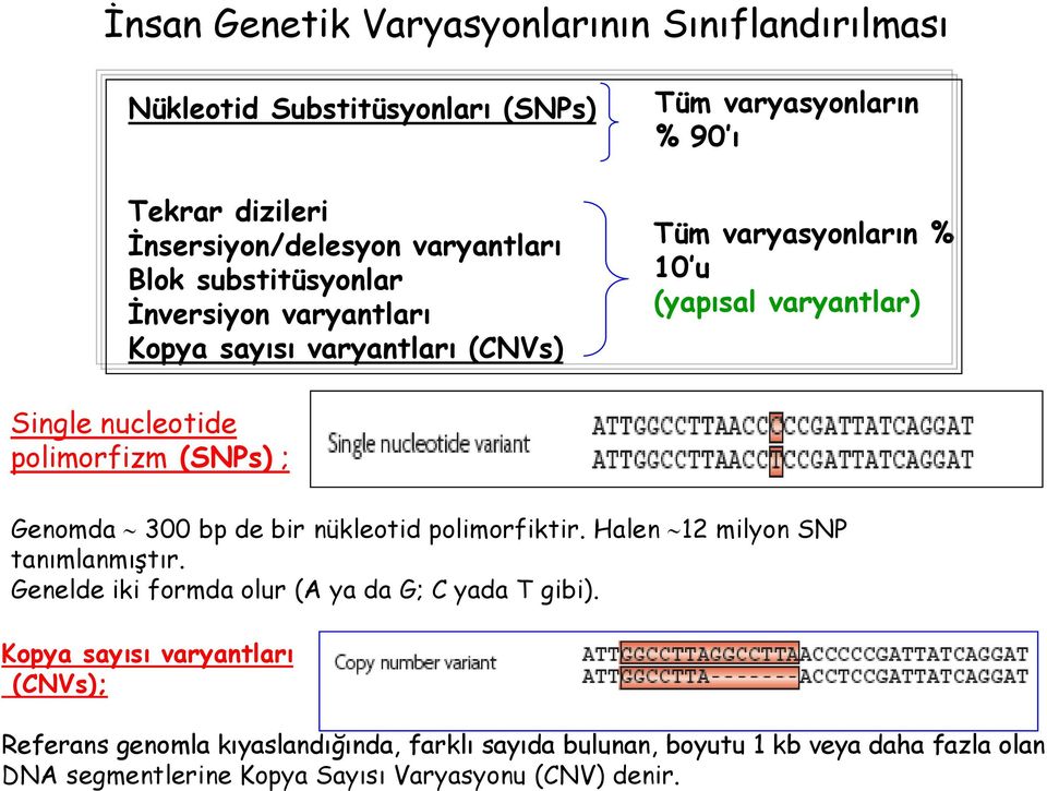 (SNPs) ; Genomda 300 bp de bir nükleotid polimorfiktir. Halen 12 milyon SNP tanımlanmıştır. Genelde iki formda olur (A ya da G; C yada T gibi).