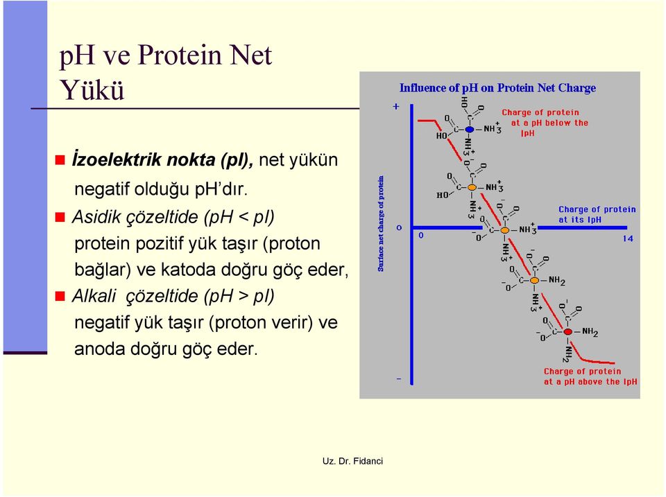 Asidik çözeltide (ph < pi) protein pozitif yük taşır (proton
