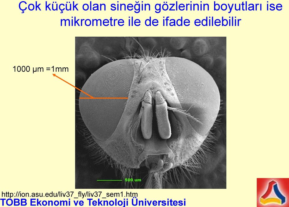 µm =1mm http://ion.asu.
