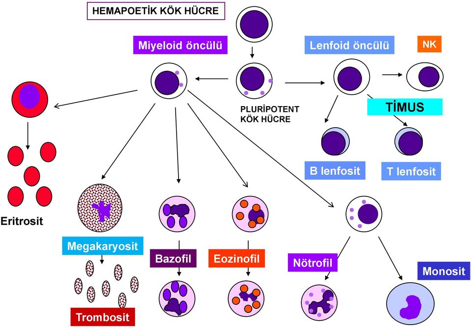 TİMUS B lenfosit T lenfosit Eritrosit